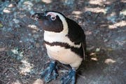 Die Brillenpinguine am Boulder Beach sind allerliebst. (Bild: Natalie Ehrenzweig)
