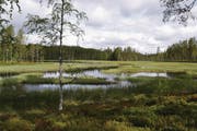 Ein Blick auf den typischen Wechsel von Wald und Moor, der Autofahrer auf dem Weg nach Laponia begleitet.
