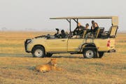 Aug in Aug mit wilden Löwen: Safari im Kafue-Nationalpark in Sambia. (Bild: Win Schumacher)