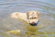 Dem Hund gefällts im Selvasee. Den Wanderern war das Wasser zu kalt für ein Bad. (Bild Melchior Rudenz)