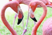 Die Flamingos auf den Bahamas sind dunkelrosa, so leuchtend farbig wie sonst nirgends. (Bild Ram Malls)