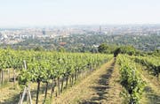 Der Wiener Weingarten «Rotes Haus» am Nussberg: Der Boden und die Südlage zur Donau verleihen dem Wein seine Würze und mineralische Terroirnoten. (Bild: Thomas Veser)