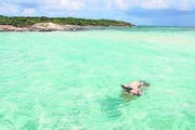 Quietschvergnügte Schweine schwimmen den Touristenbooten entgegen. (Bild Ram Malls)