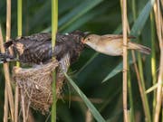 Ein junger Kuckuck wird von einem Teichrohrsänger gefüttert. (Bild: Vogelwarte)