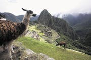 Machu Picchu – Zeuge der vergangenen Hochkultur. Die immer noch gut erhaltene Ruinenstadt der Inkas liegt abgeschieden auf einem Hochplateau inmitten von Dschungelbergen. (Bild AP/Karel Navarro)