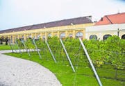 Die Unesco-Welterbestätte Schloss Schönbrunn hat ihren eigenen Weingarten. (Bild: Thomas Veser)