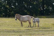 Przewalski-Pferde galten in den 1950er-Jahren praktisch als ausgestorben. (Bild: Karte oas)