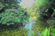 Lost Gardens of Heligan: Die «verlorenen Gärten» sind eine Mischung aus gepflegter englischer Gartenkultur und wildem Märchenwald. (Bild: Geraldine Friedrich)