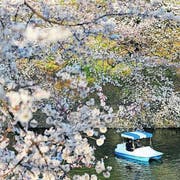 «Sakura»: Im April blüht die Stadt rosa. (Bild: Marco Kamber)