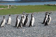 Auf der Isla Martillo lebt eine Pinguinkolonie. (Bild: Jürg J. Aregger)