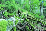 Bannwaldgebiet Wilder See, das teils schon seit hundert Jahren sich selbst überlassen ist. (Bild Nationalpark Schwarzwald)