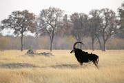 Rappenantilope im Hwange-Nationalpark in Simbabwe. (Bild: Win Schumacher)