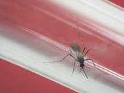 Mücken übertragen das Zika-Virus. (Archiv) (Bild: KEYSTONE/AP/FELIPE DANA)