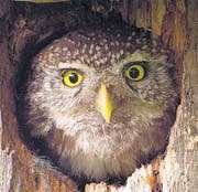 Der Sperlingskauz: die kleinste Eule Europas. (Bild: Schwarzwald Tourismus)