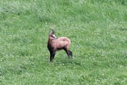 Ein Bild mit Seltenheitswert: eine wilde Gämse unterhalb des Wildparks Peter und Paul. (Bild: Toni Bürgin (26. Juli 2017))