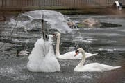 Die Kälte macht auch den Vögeln in der Voliere zu schaffen. (Bild: Hanspeter Schiess)