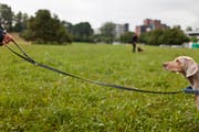 Bei Kursen kann Hunden abtrainiert werden, gefundenes Futter zu fressen. (Bild: Keystone)