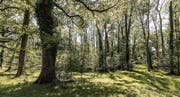 Im Rheinholz gibt es Regeln – aber nicht zu viele. Besucher sollen den Wald mit seinem Kiosk nutzen. Manche der von Efeu umrankten Bäume erinnern an die «Ents» aus «Herr der Ringe». (Bild: Hanspeter Schiess)