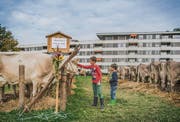 Kühe vor Mehrfamilienhäusern: Die Viehschau in Haggen ist eine von zwei in der Stadt. (Bild: Jil Lohse)
