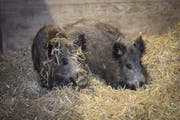 Zwei der drei neuen Wildschweine für den Wildpark Peter und Paul: Die beiden weiblichen Tiere wühlen sich durchs Stroh in ihrem frisch renovierten Stall. (Bild: Ralph Ribi)