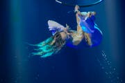 Die Artistin Laura Miller experimentiert auf der 100. Tournee des Circus Knie mit Luft und Wasser. Die Familie Knie tritt diesmal zusammen mit 38 Artisten aus zehn verschiedenen Nationen auf. (Bild: Melanie Duchene/KY)