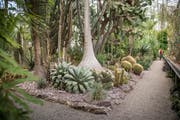 Die Kakteenabteilung im Tropenhaus des Botanischen Gartens St.Gallen. Bepflanzte Flächen und Wege werden neu durch Randabschlüsse voneinander getrennt. (Bild: Urs Bucher)