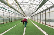 Junge Flüchtlinge sollen mit neuen Angeboten besser auf eine Berufslehre vorbereitet werden. (Bild: Patrick Straub/Keystone)