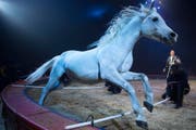 Ivan Frederic Knie mit seiner Pferdenummer an der Generalprobe des Circus Knie in Rapperswil. (Bild: Keystone)