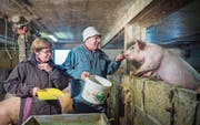 Ursula und Hans Feuz inmitten ihrer Kräuterschweine. (Bild: Andrea Stalder)
