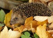 Einer der Profiteure von etwas mehr "natürlicher Unordnung" in den Stadtgärten kann der Igel sein. Er ist zum Überleben unter anderem auf Ast- und Laubhaufen angewiesen. (Bild: Ferdinand Ostrop/KEY)