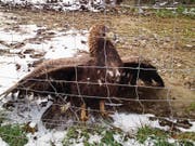 Im Gehege fand Landwirt Edi Zuberbühler statt seinen Hühnern einen jungen Steinadler vor. (Bild: Edi Zuberbühler)