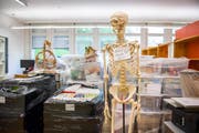 Letzter Schultag im Schulhaus Tschudiwies vor den Sommerferien 2017: Auch das Skelett für den Biologie-Unterricht muss mit. (Bild: Urs Bucher - 7. Juli 2017)