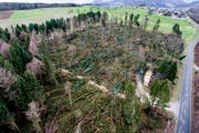 Burglind hat ganze Waldflächen gerodet. (Bild: Keystone)