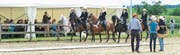 Fünf Reiter befinden sich auf der Ehrenrunde der Showklasse Horsemanship Pleasure. (Bild: Daniela Ebinger)