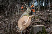 St. Galler Revierförster fällen einen Baum oberhalb des Klosters Notkersegg. (Bild: Michel Canonica)