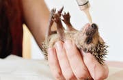 Das Team der Voliere St. Gallen überwintert kranke und unterernährte Igel. (Bild: Reto Martin (Juli 2014))