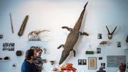 Könnte irgendwann Thema in der städtischen Schriftenreihe sein: das Nilkrokodil und damit das neue Naturmuseum. (Bild: Michel Canonica)