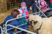 Das Walliser Schwarznasenschaf fasziniert grosse und kleine Besucher. (Bild: Daniela Ebinger)