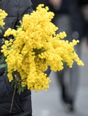 Ein Strauss gelb leuchtende Mimosen. (Bild: Michel Canonica)