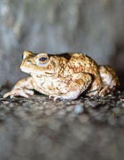 Eine Erdkröte auf einer Strasse. Jeden Frühling sterben Hunderte der Tiere, weil sie überfahren werden. (Bild: Hanspeter Schiess)