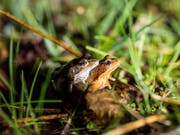 Zwei Grasfrösche auf dem Weg zum Bildweier. Das dunkle Männchen, das in diesem Fall gleich gross wie das hellere Weibchen ist, lässt sich dabei Huckepack tragen. (Bild: Hanspeter Schiess)