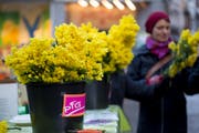 Auch in diesem Jahr verteilt die politische Frauengruppe (PFG) am 8. März auf dem Bärenplatz Mimosen zum Frauentag. (Bild: Michaela Rohrer - 8. März 2016)
