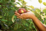 Wer Apfelkönigin werden will, muss nicht nur einen Bezug zum Kanton Thurgau haben, sondern auch zum Apfelanbau. (Bild: iStock)