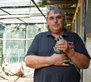 Hobby-Züchter Heinz Traber mit einem farbenprächtigen Chinasittich in den Händen. (Bild: Yvonne Aldrovandi-Schläpfer)