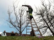 Ein Leiter des Schnittkurses führt die Baumpflege direkt vor Ort vor. (Bild: Urs Jaudas)