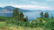 Viel Sonne, trockene Luft und kaum Schädlinge: Das Mikroklima am Okanagan-See im Westen Kanadas eignet sich bestens für den Weinanbau. (Bild: Jan-Manuel Müller)