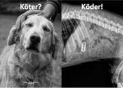 Sujet aus der Kampagne "Sauhund" der Schweizerischen Kynologischen Gesellschaft: Die Röntgenaufnahme mit Rasierklinge im Verdauungstrackt ist echt. (Bild: PD)