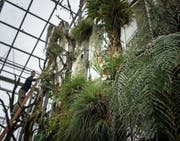 Das Tropenhaus wird 20 Jahre alt. (Bild: Michel Canonica (1. Februar 2017))