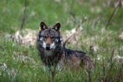 Bei Kaltbrunn wurde vermutlich ein Wolf gesichtet. (Bild: KEYSTONE/Symbolbild)