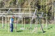 Hunderte Pflöcke und Pfähle schlagen die Arbeiter ein. (Bild: Hanspeter Schiess)